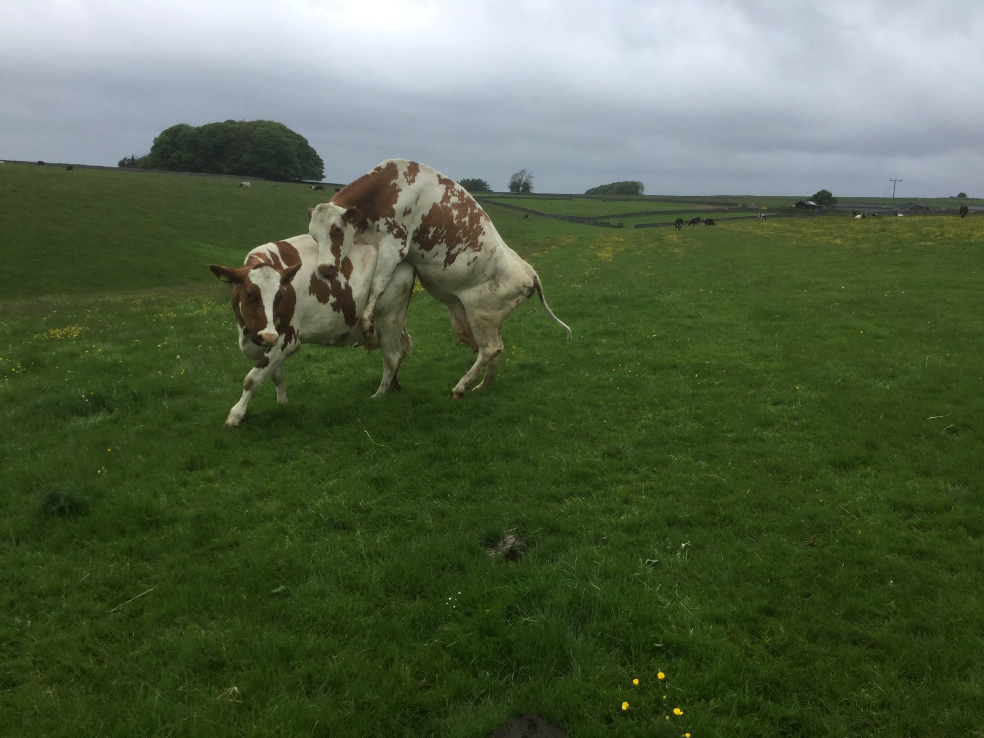 Cow bulling although scanned in calf? The Farming Forum