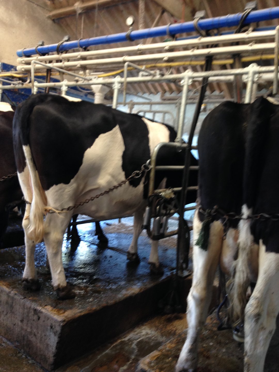 pictures-of-milking-systems-the-farming-forum