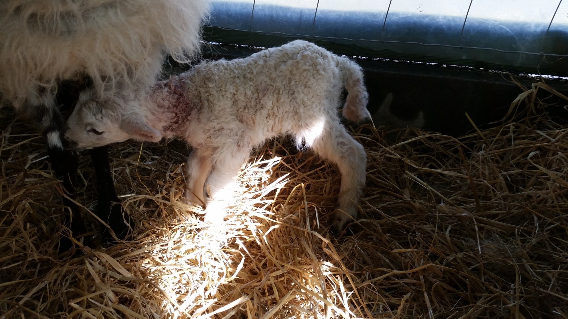 Bloody pet lambs The Farming Forum