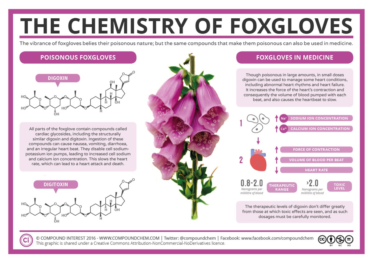 Foxgloves.jpg