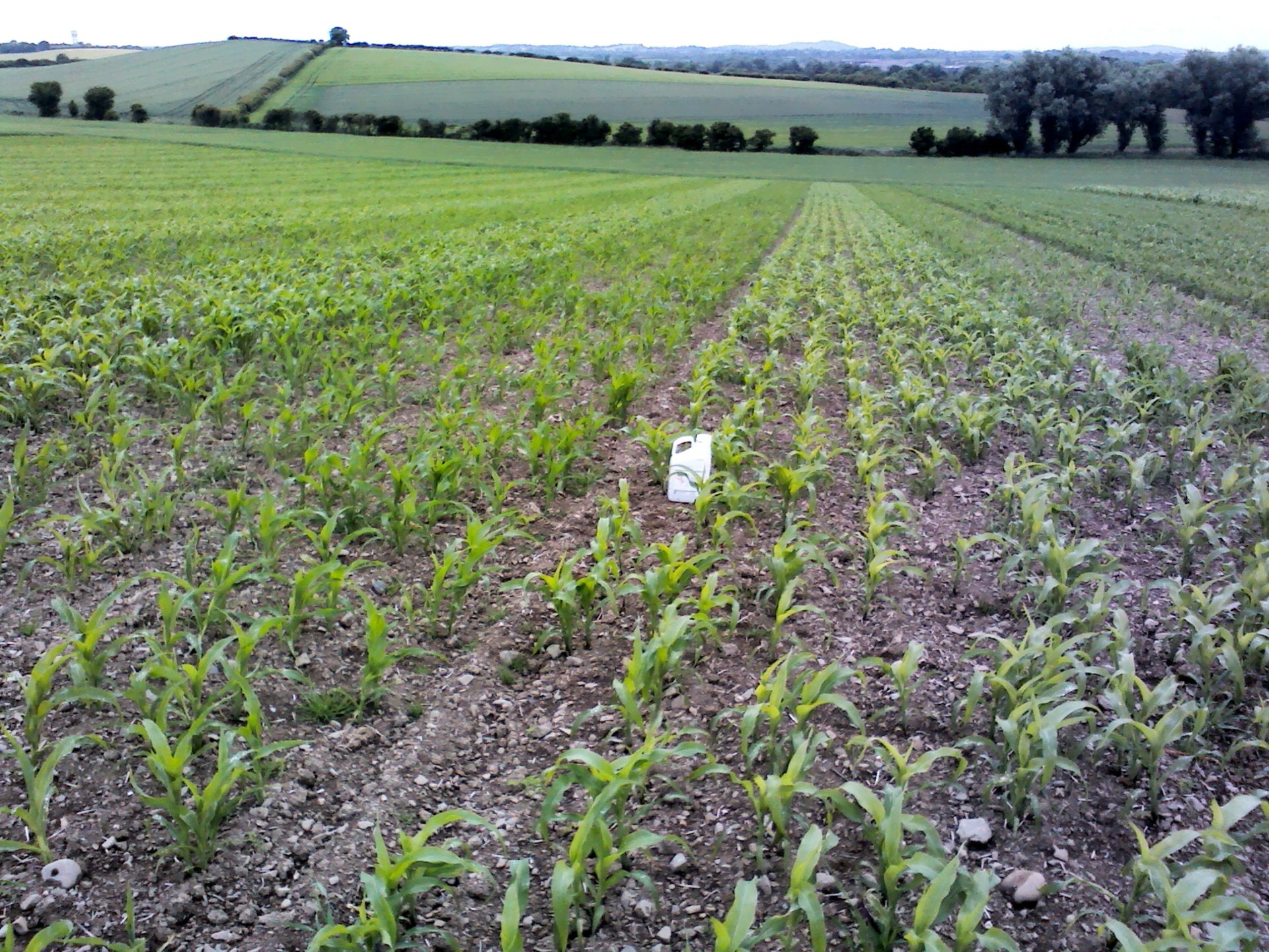 claydon and maize The Farming Forum