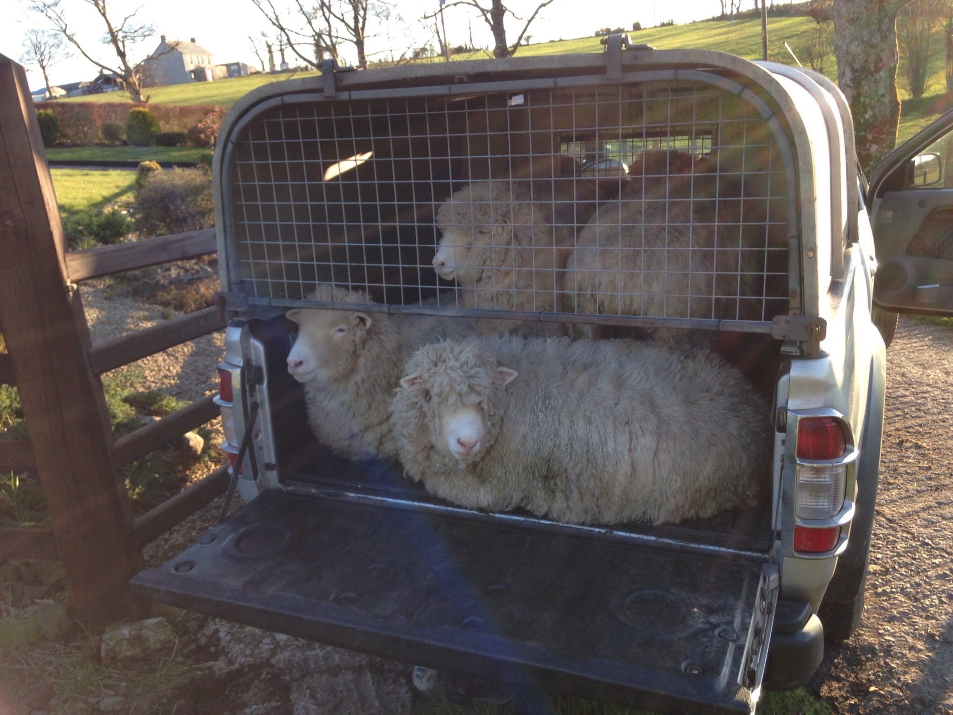 Transporting Sheep in the Back of a Land rover Pickup The Farming Forum