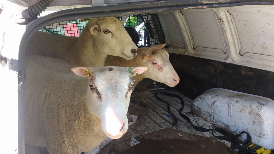 Transporting Sheep in the Back of a Land rover Pickup The Farming Forum