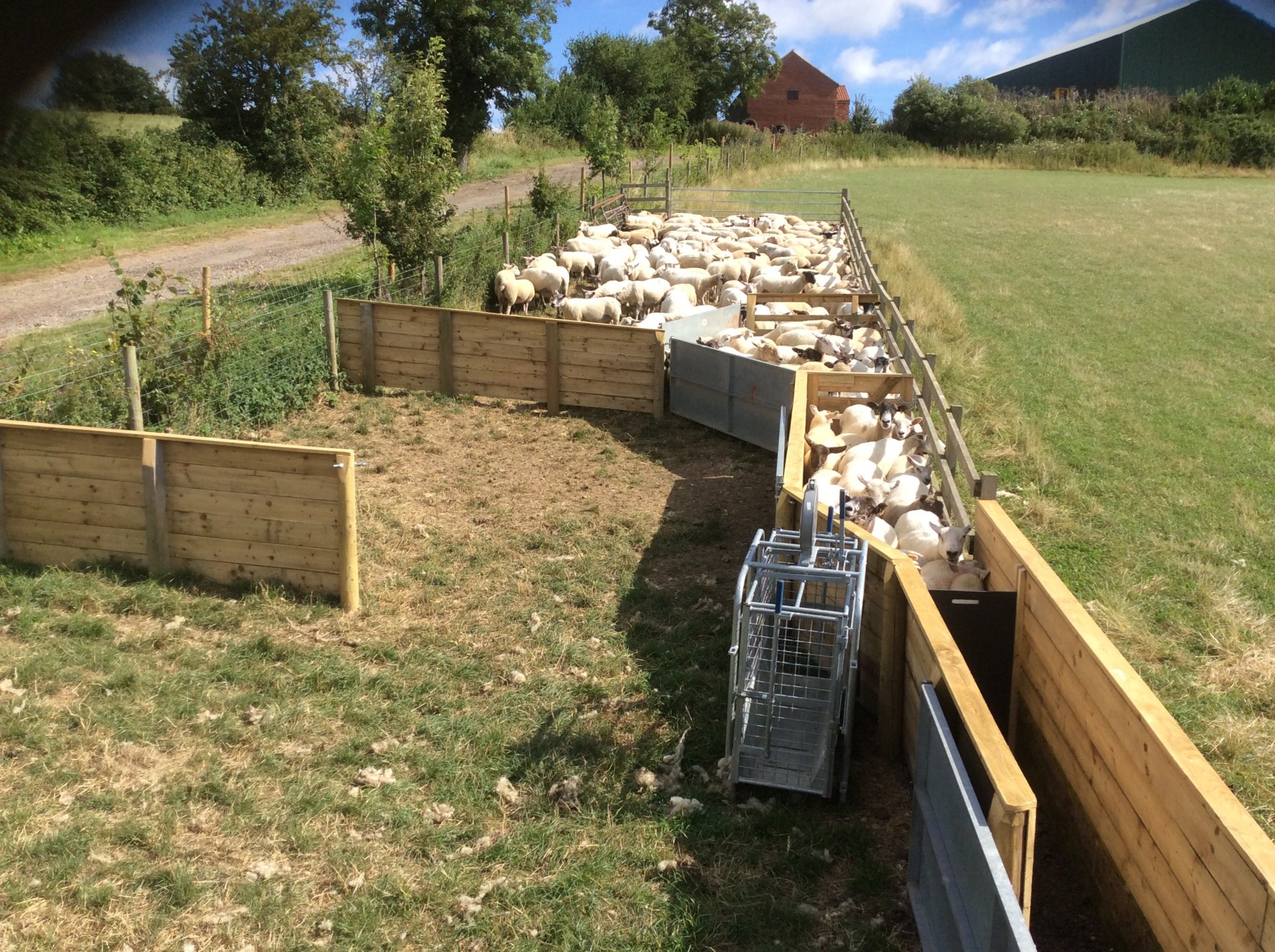 permanent sheep race The Farming Forum