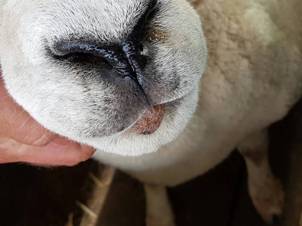 Orf in older sheep The Farming Forum