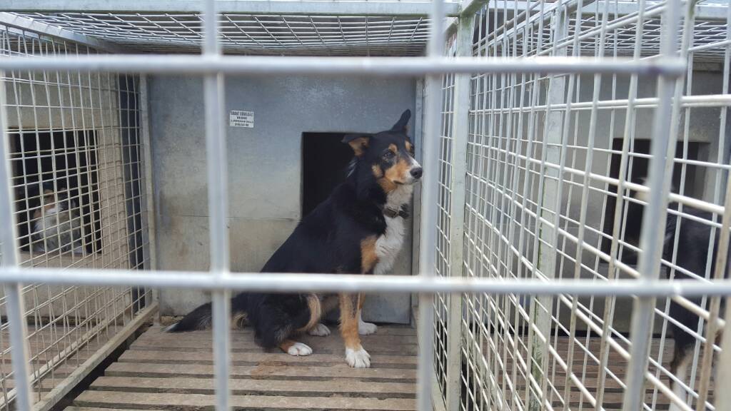 nz style dog kennels Page 2 The Farming Forum