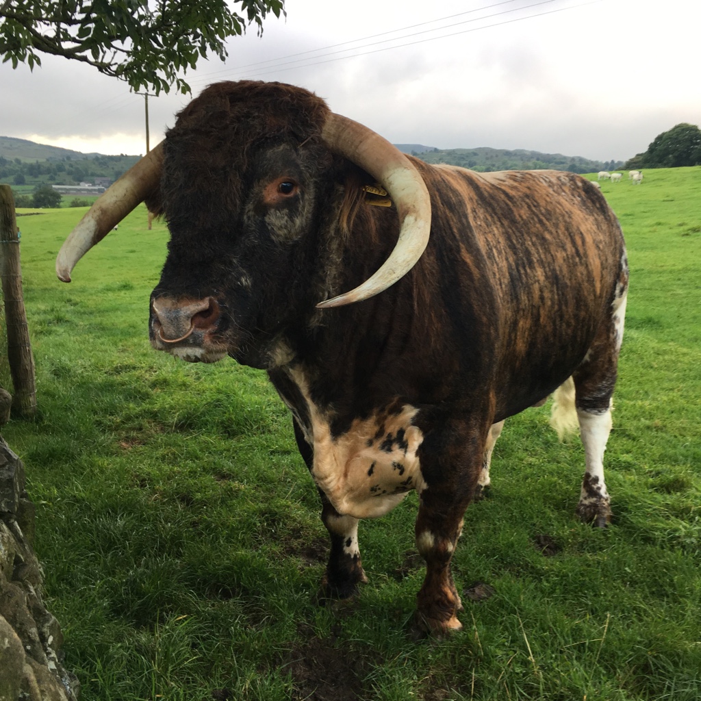 English Longhorn Bull The Farming Forum
