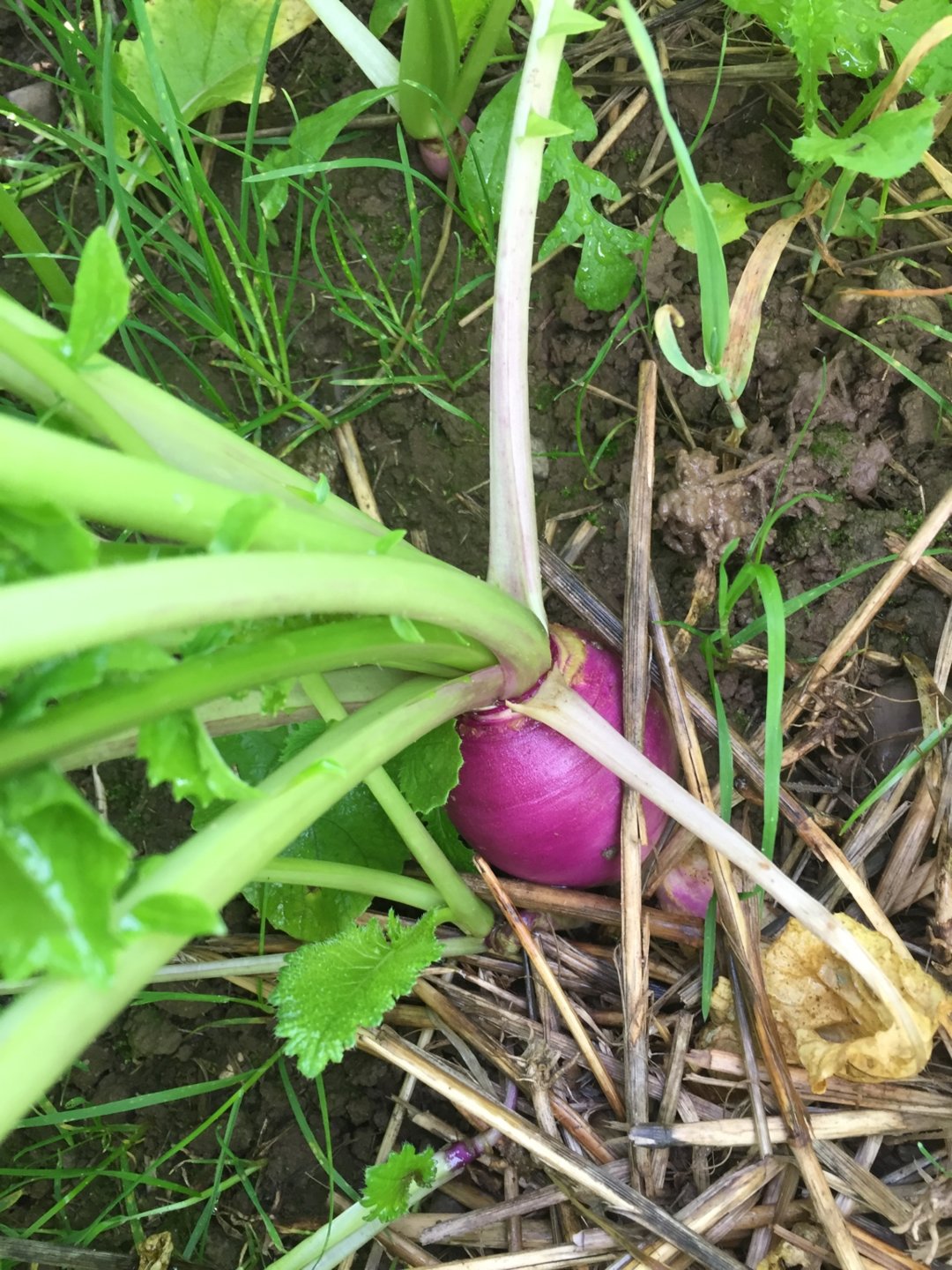 Establishing stubble turnips Page 4 The Farming Forum