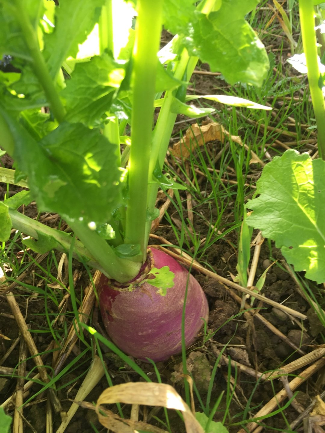 Establishing stubble turnips Page 4 The Farming Forum