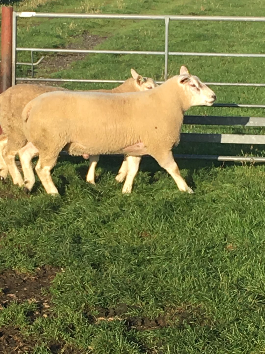 Durno rams Page 2 The Farming Forum