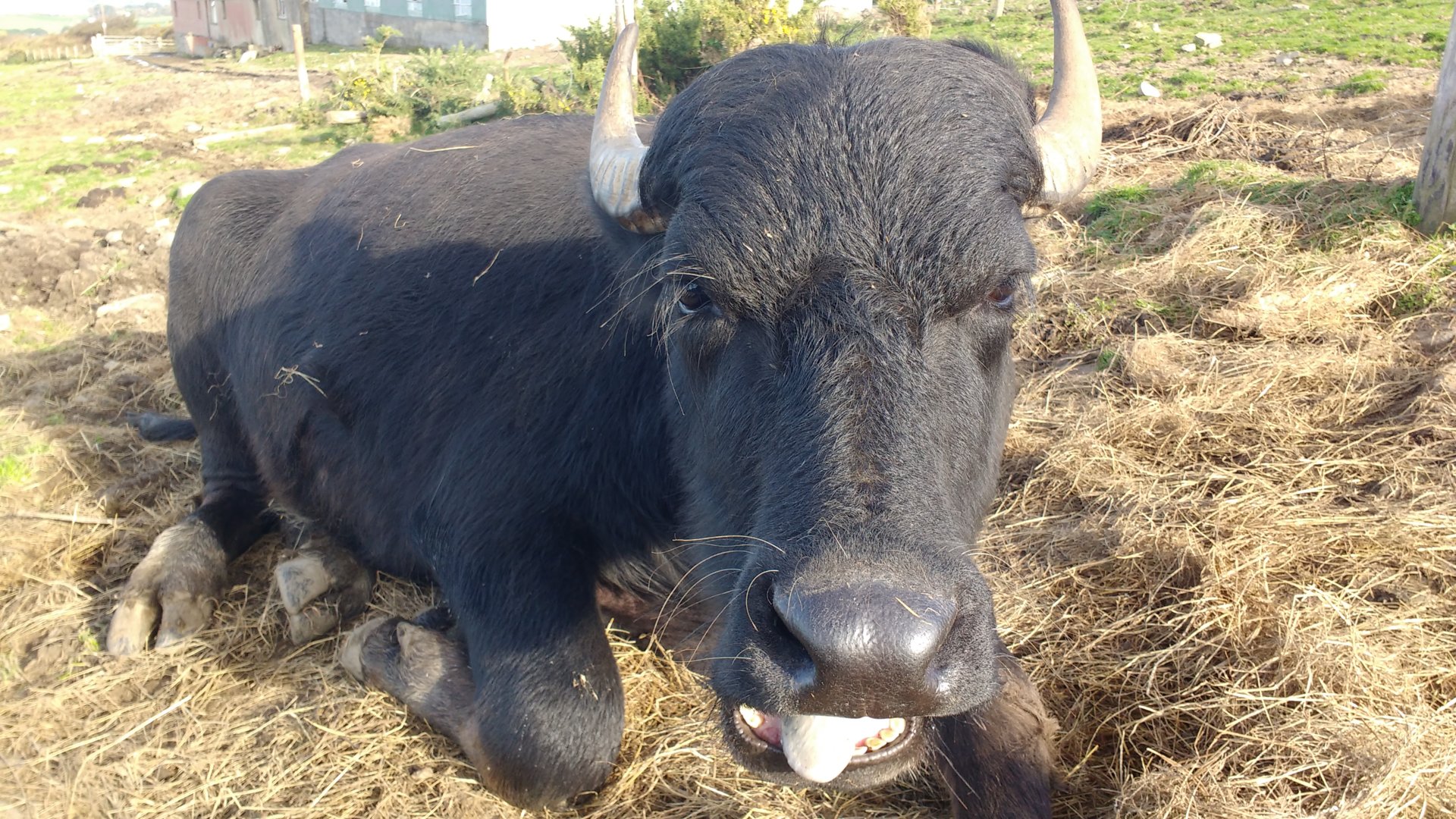 2 Water buffalo heifers for sale! The Farming Forum