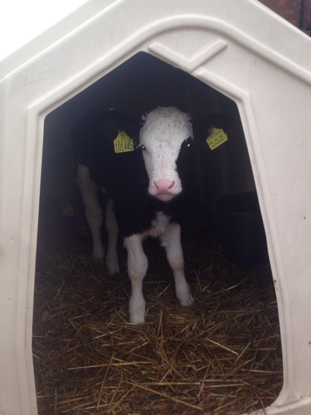 Beef calves for sale The Farming Forum