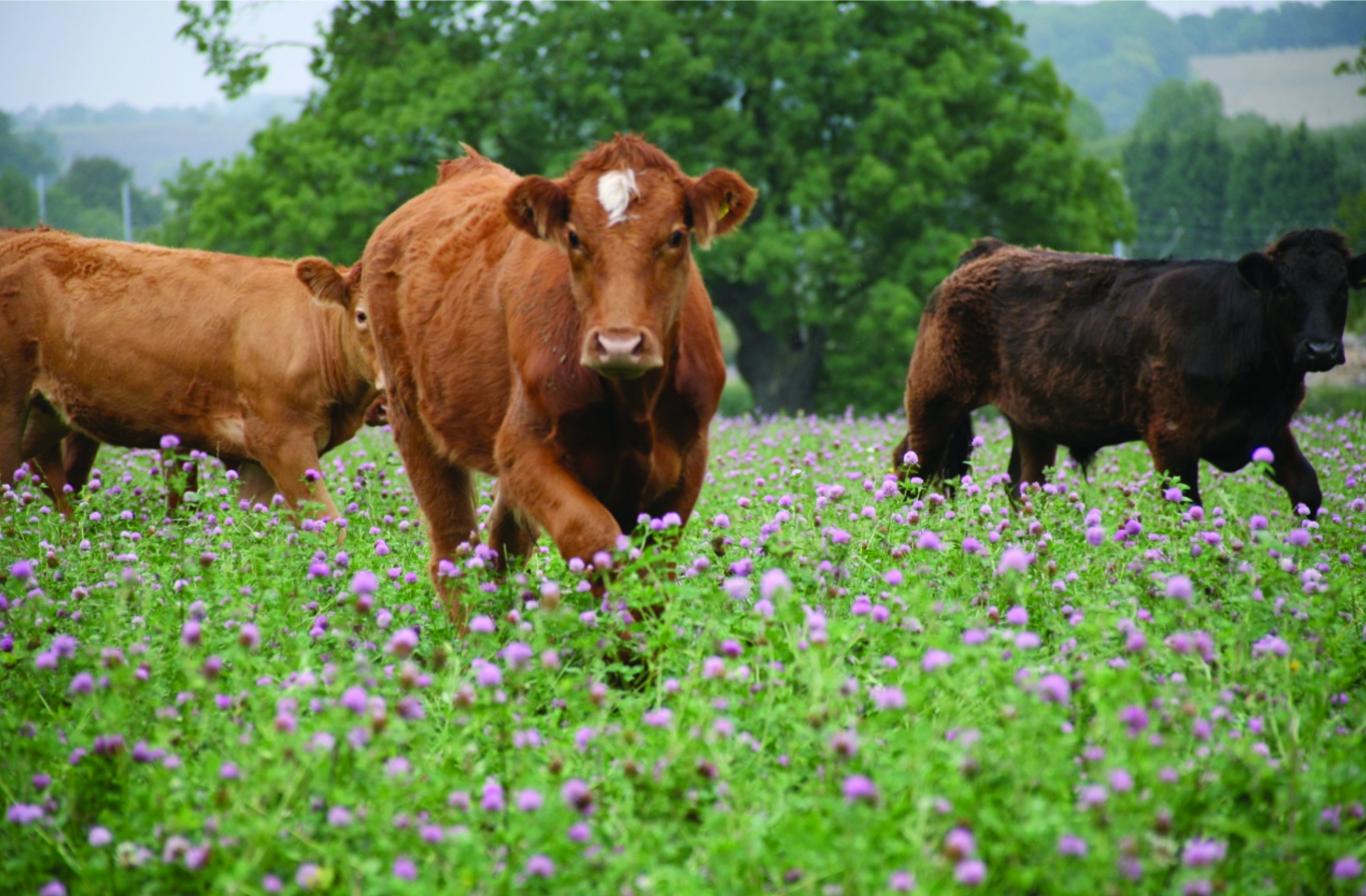 COWS_copy.jpg COWS_copy.jpg