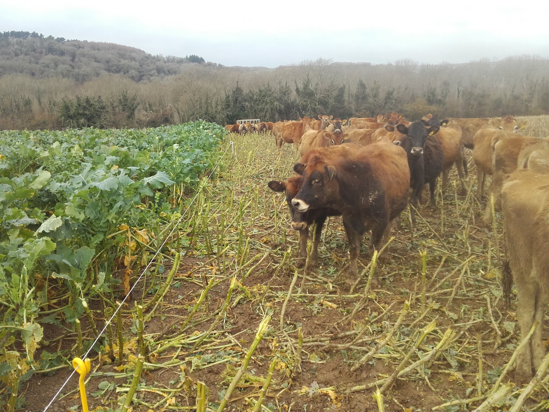 First time growing a crop to out winter cattle on Page 2 The Farming Forum