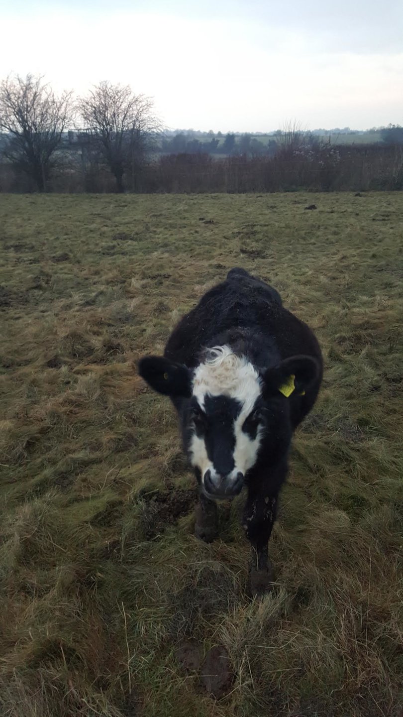 Bloated calf The Farming Forum