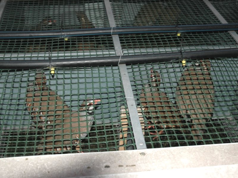 Partridge Layer Cage The Farming Forum