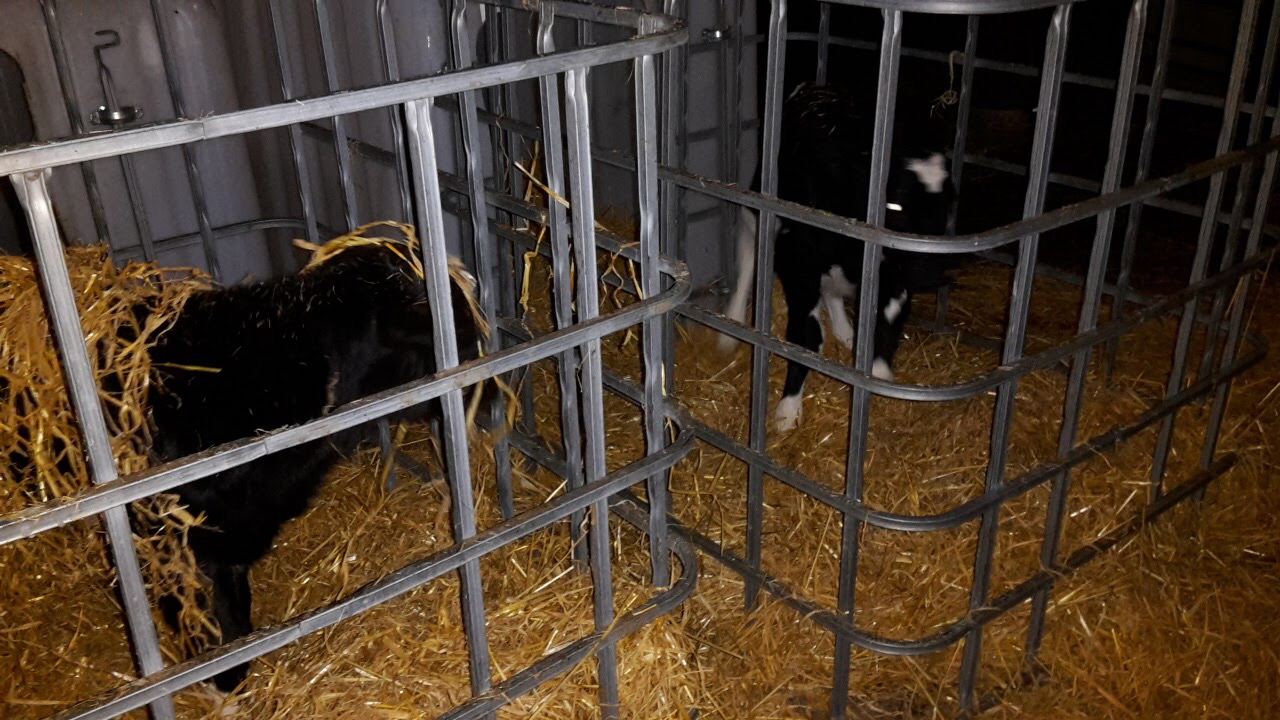 calf hutches made out of ibc The Farming Forum