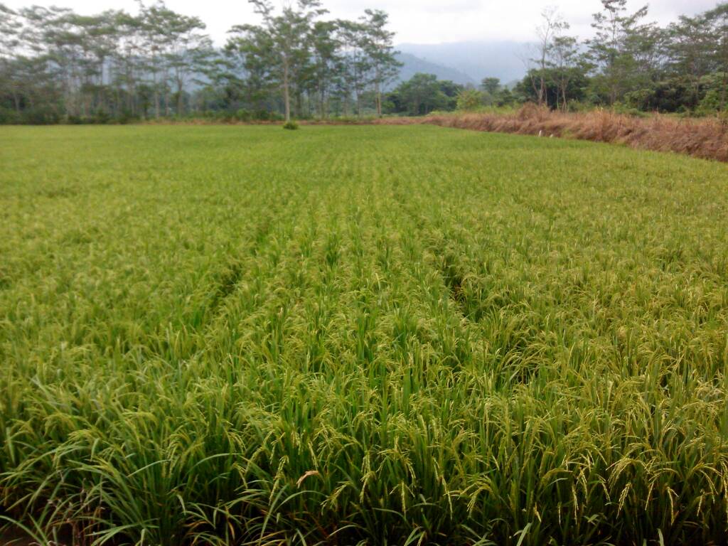 Rice farm for sale The Farming Forum