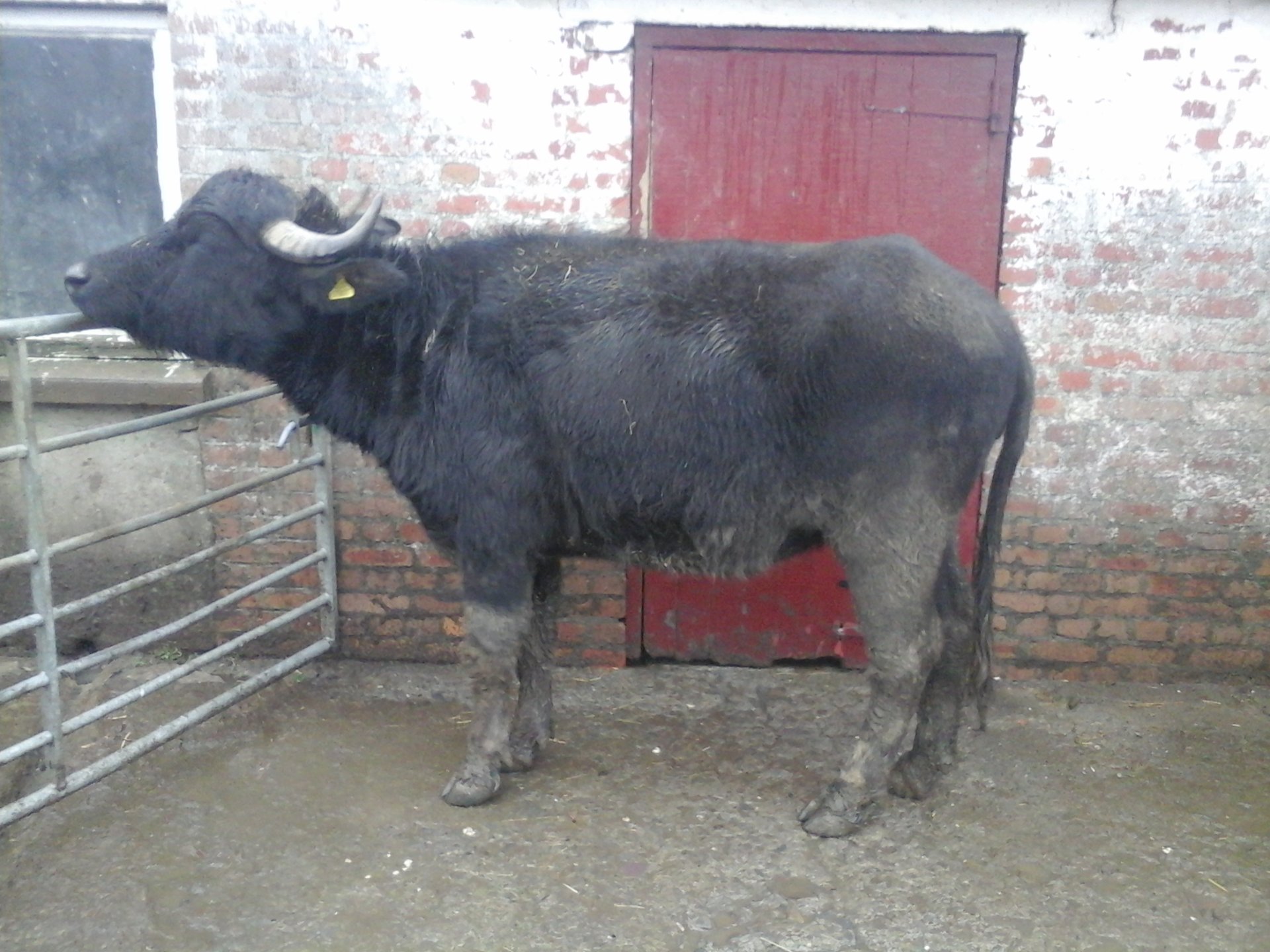 Buffalo For Sale >> 2 Mediterrenean Water Buffalo Heifers For Sale The Buffalo For Sale >> 2 Mediterrenean Water Buffalo Heifers For Sale The
