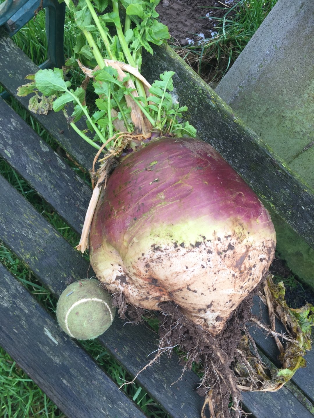 Stubble turnips The Farming Forum