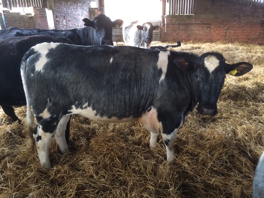 Heifer with swollen brisket The Farming Forum