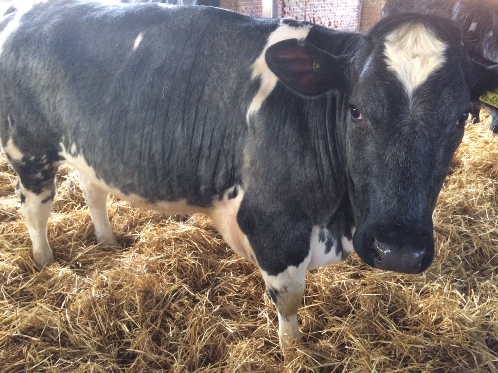 Heifer with swollen brisket The Farming Forum