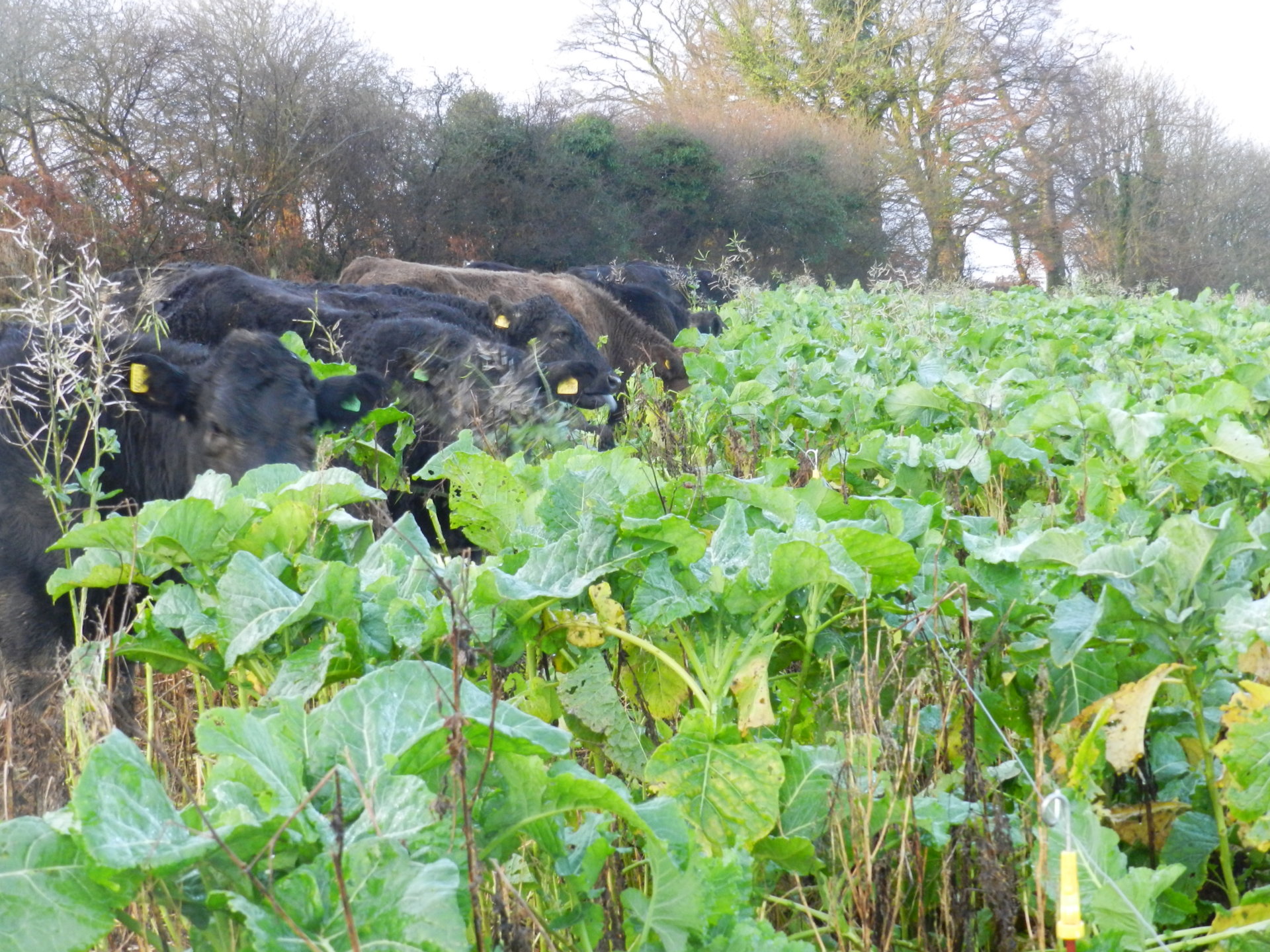 Outwintering suklers on kale The Farming Forum