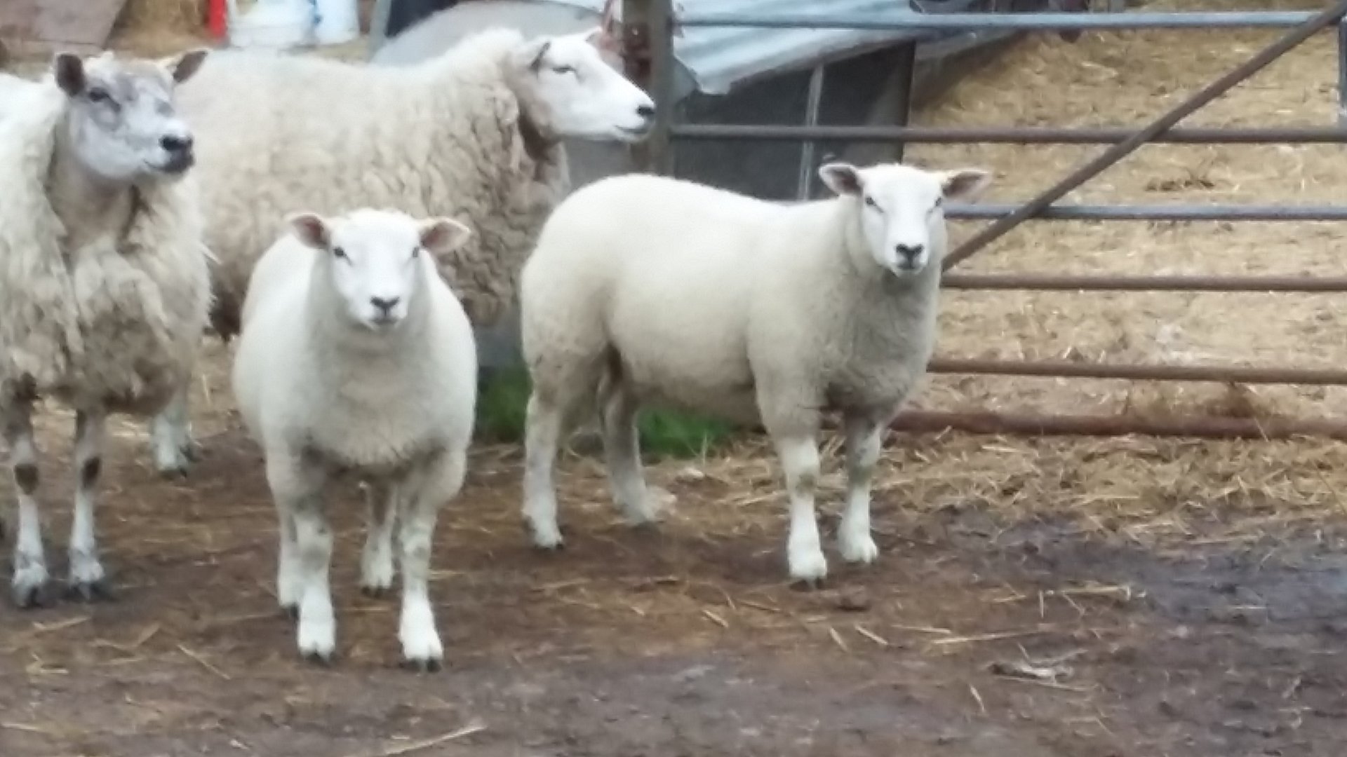 Creep feeding lambs The Farming Forum