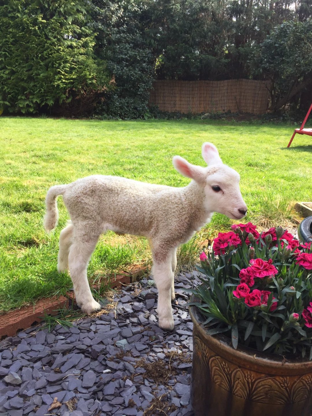 Lamb WON'T stand The Farming Forum