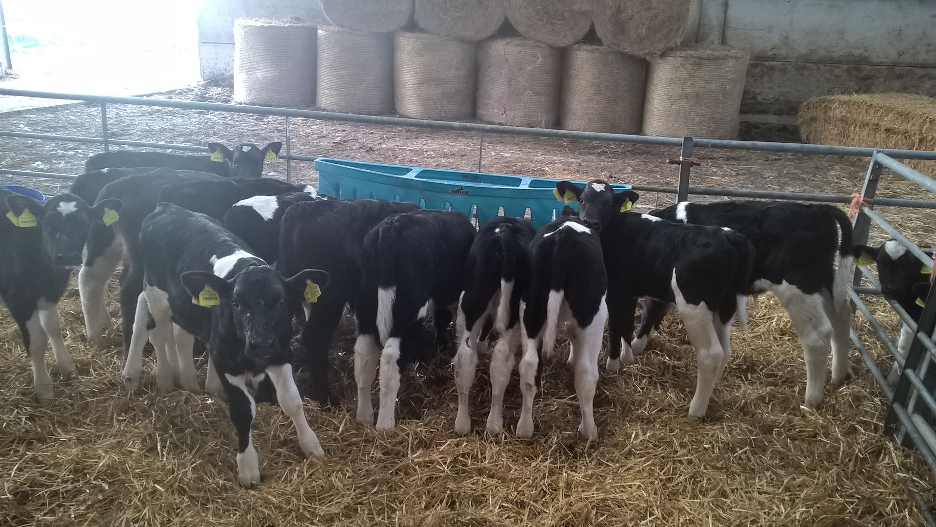 For sale tb restricted British Friesian bull calves The Farming Forum