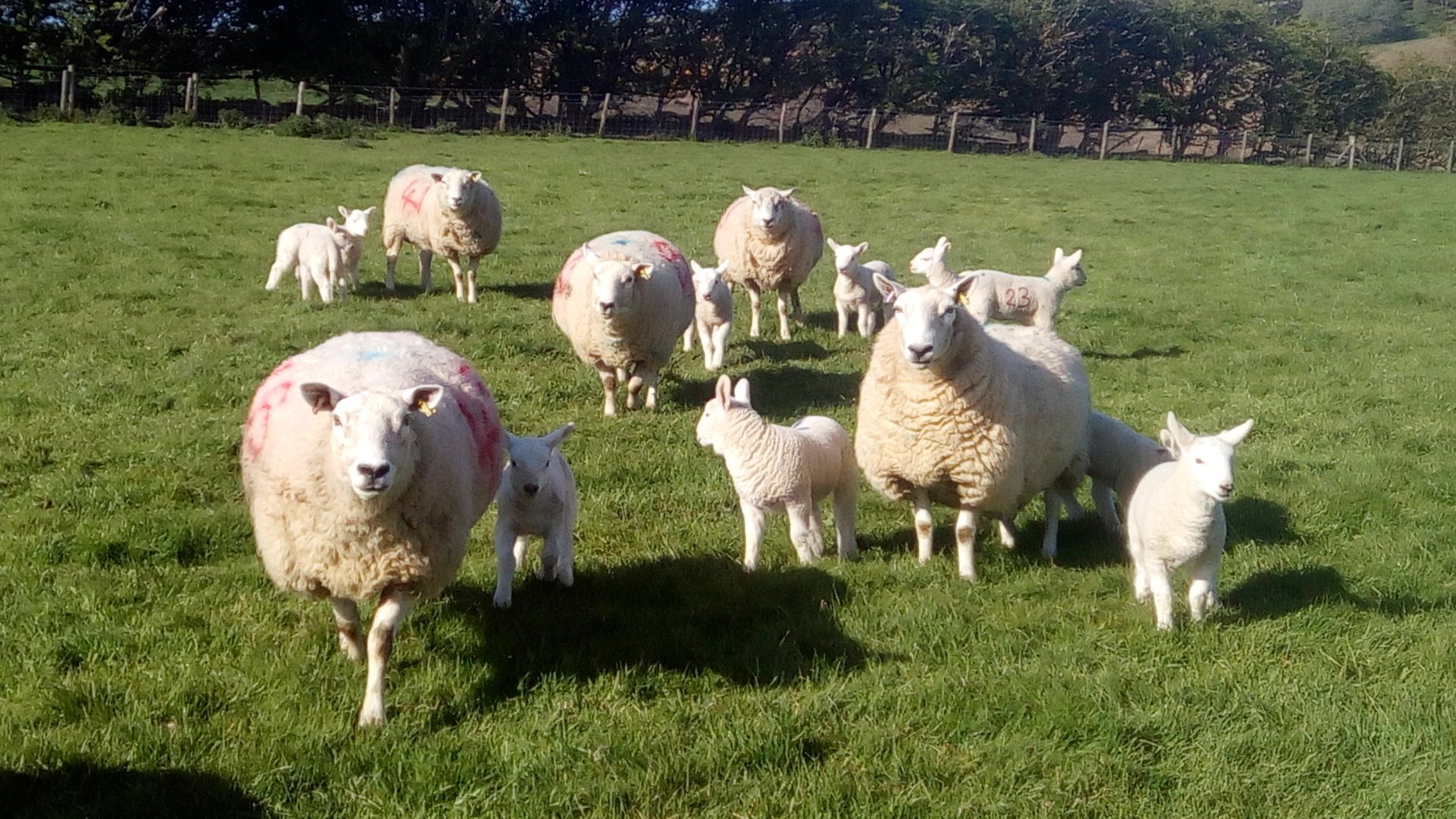 Texel x North Country Cheviot pictures | The Farming Forum