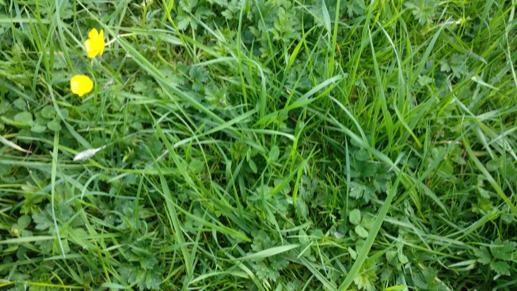 Clover safe grass spray The Farming Forum