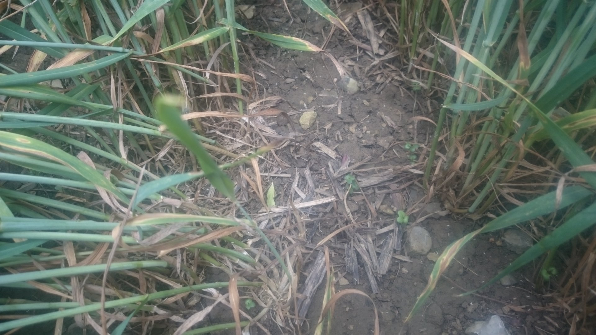 Establishing cover crops or grass by broadcasting into standing crop