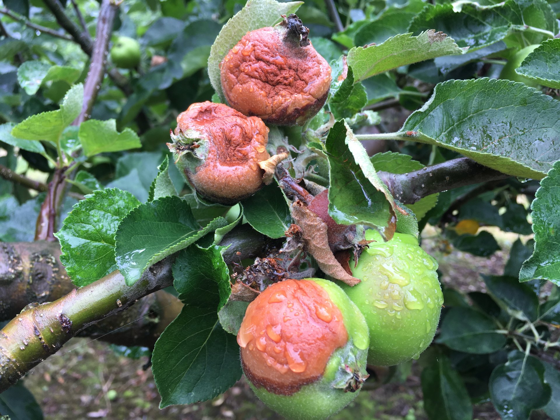 African apples are getting sunburn? The Farming Forum