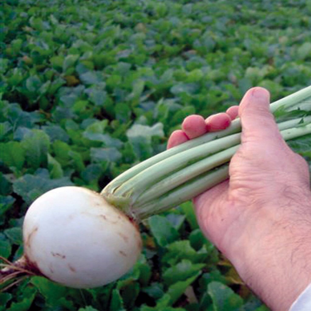 Stubble Turnips. Page 4 The Farming Forum