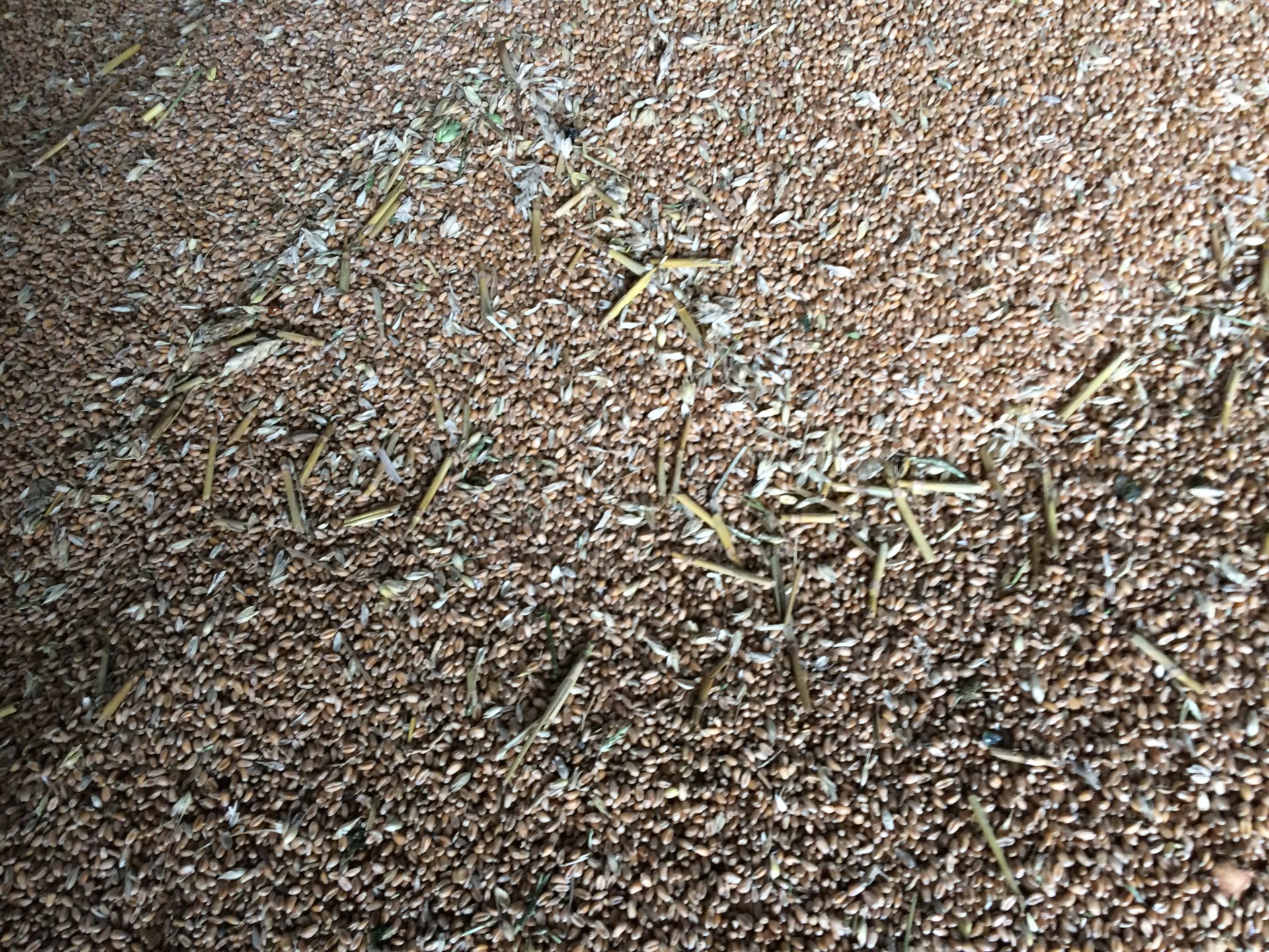 Chopped straw in sample The Farming Forum