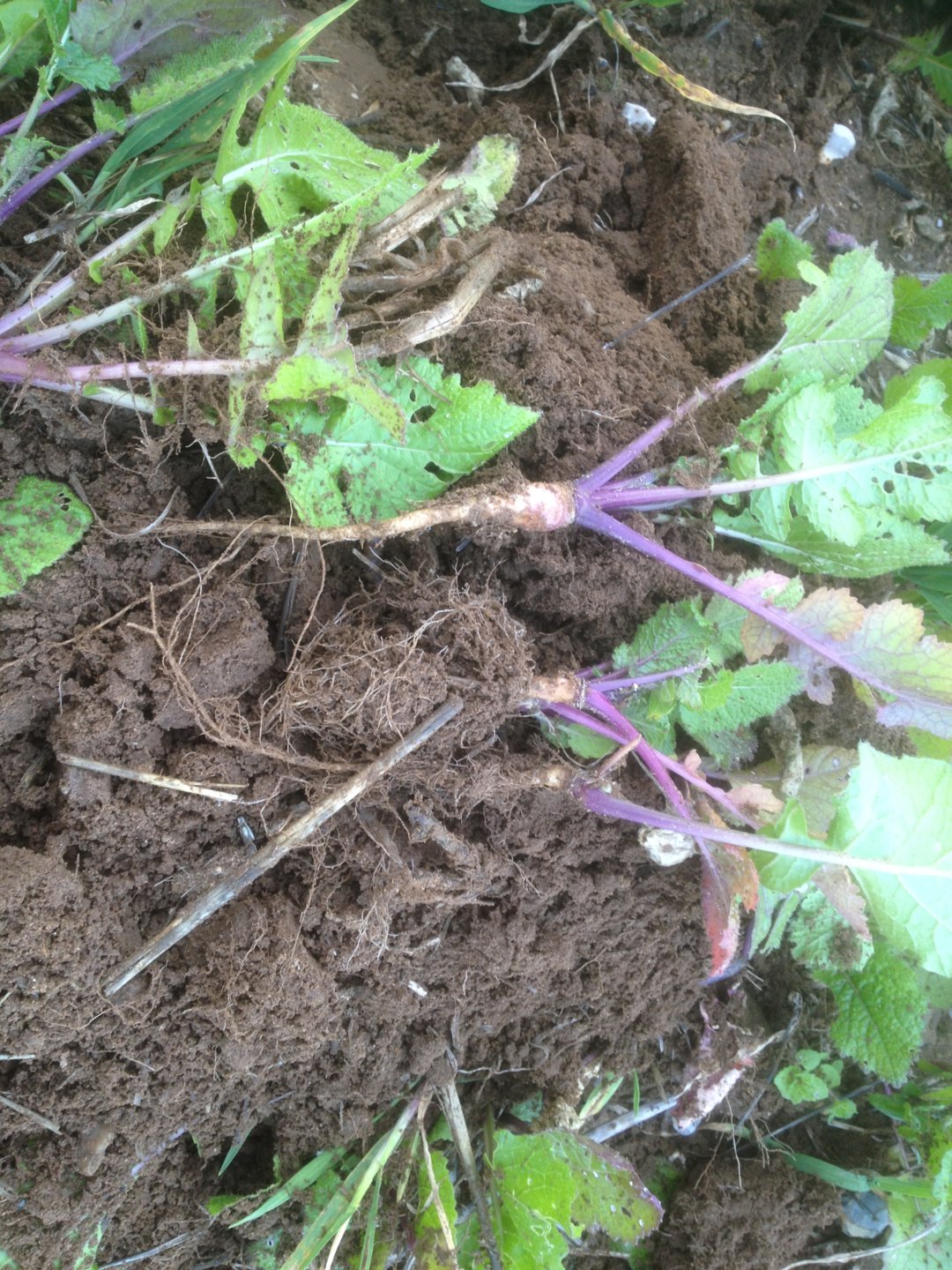Establishing stubble turnips Page 5 The Farming Forum