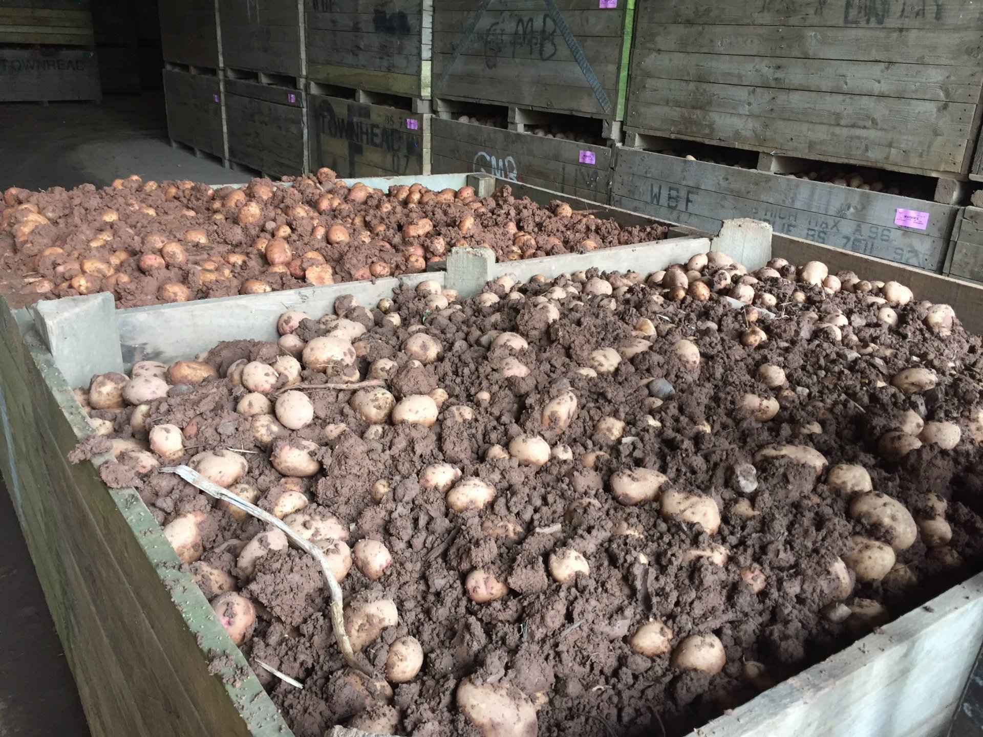 Potato lifting The Farming Forum