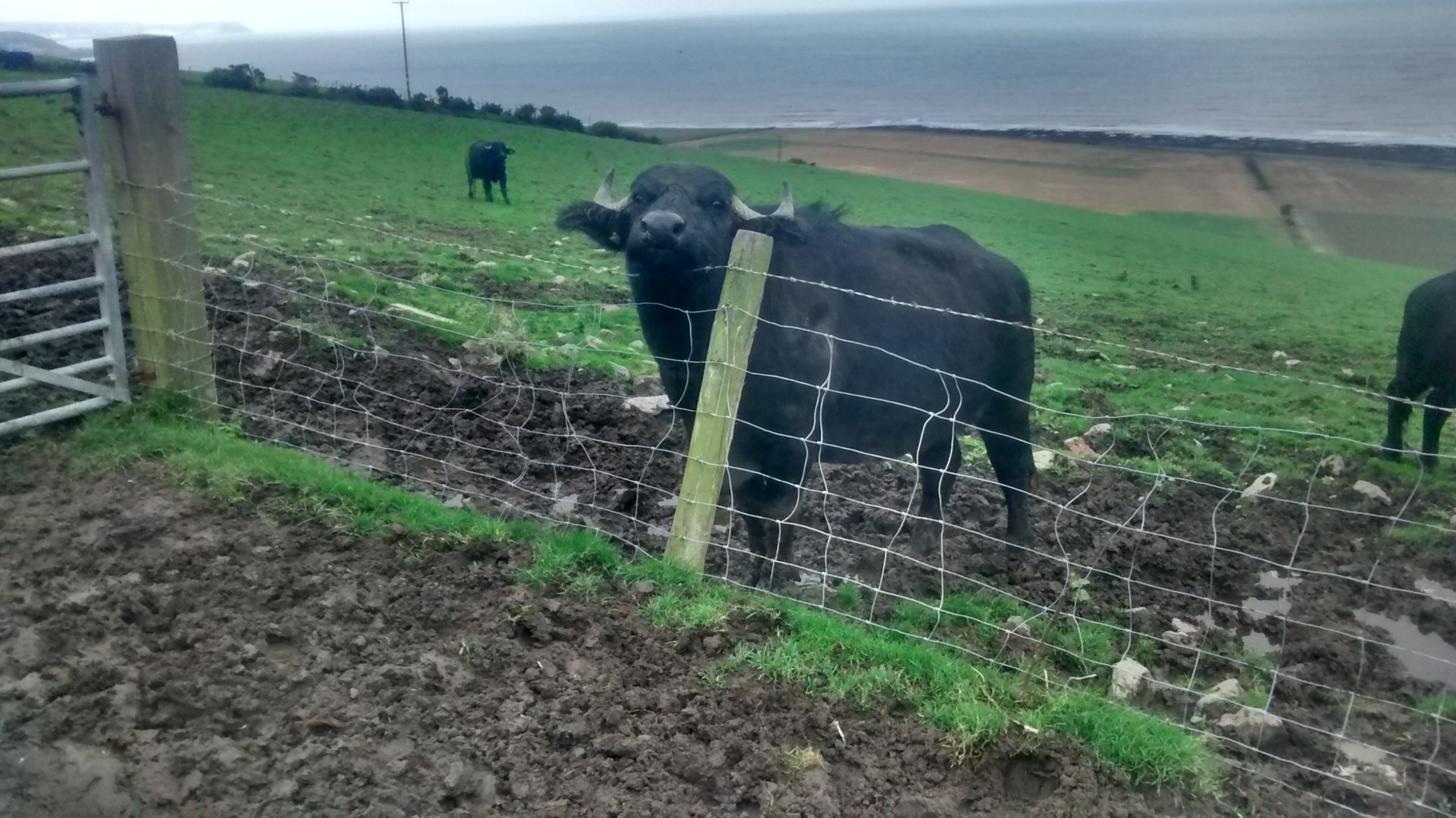 Water buffalo for sale The Farming Forum