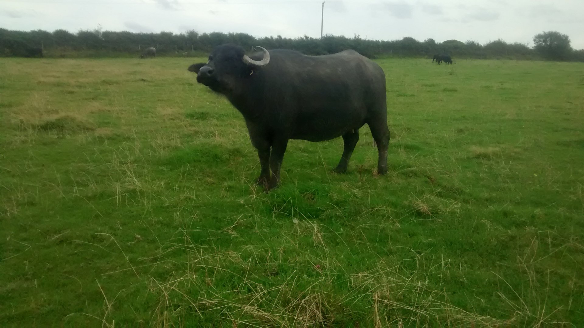 Water buffalo for sale The Farming Forum