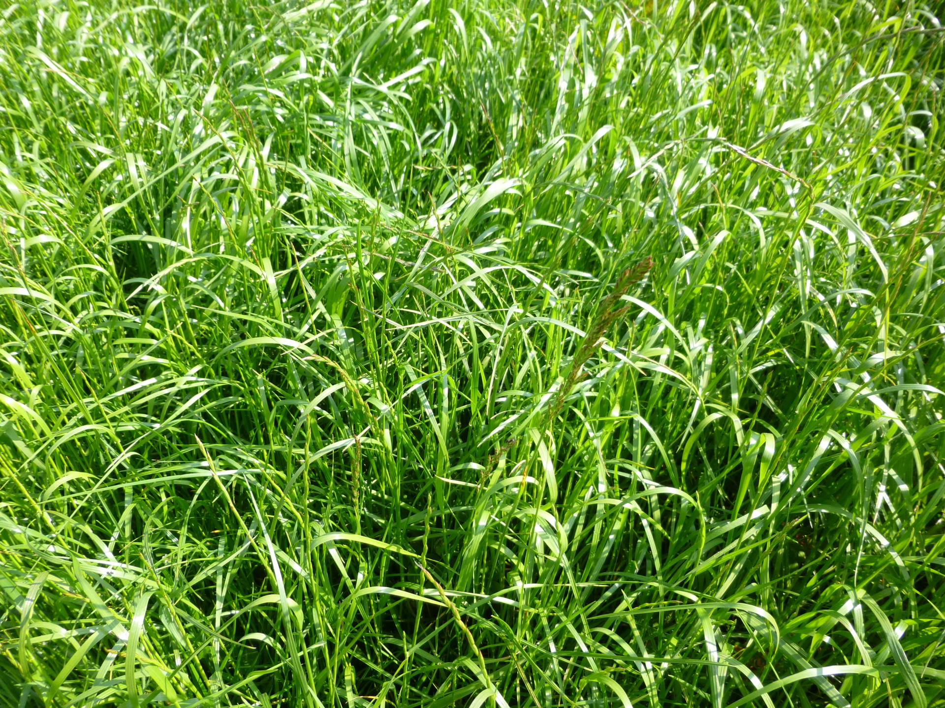 Festulolium | Page 2 | The Farming Forum