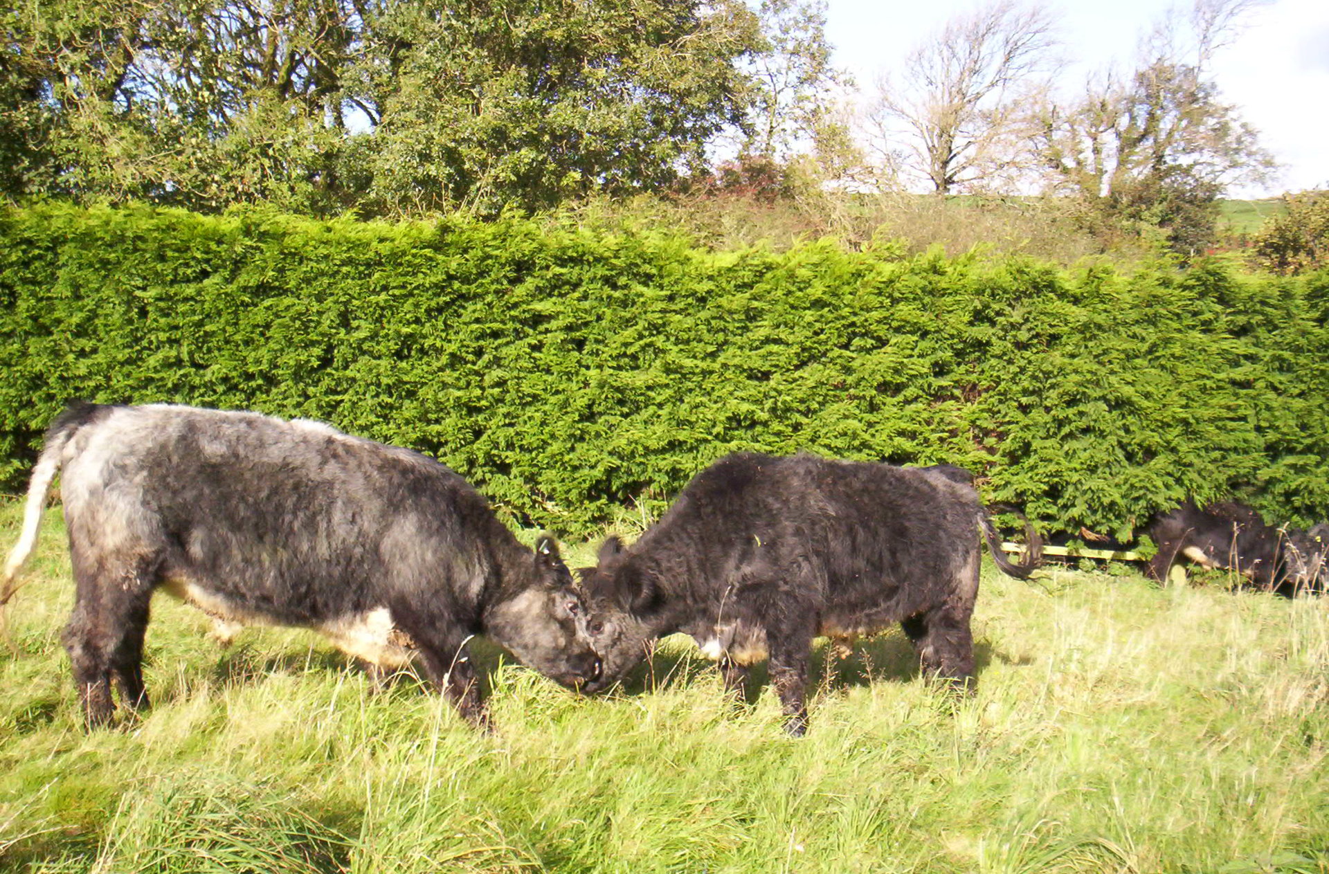 Traditional mixed Farming Page 17 The Farming Forum