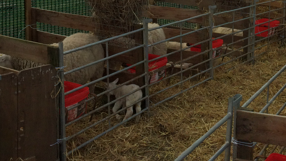 lambing individual pens The Farming Forum