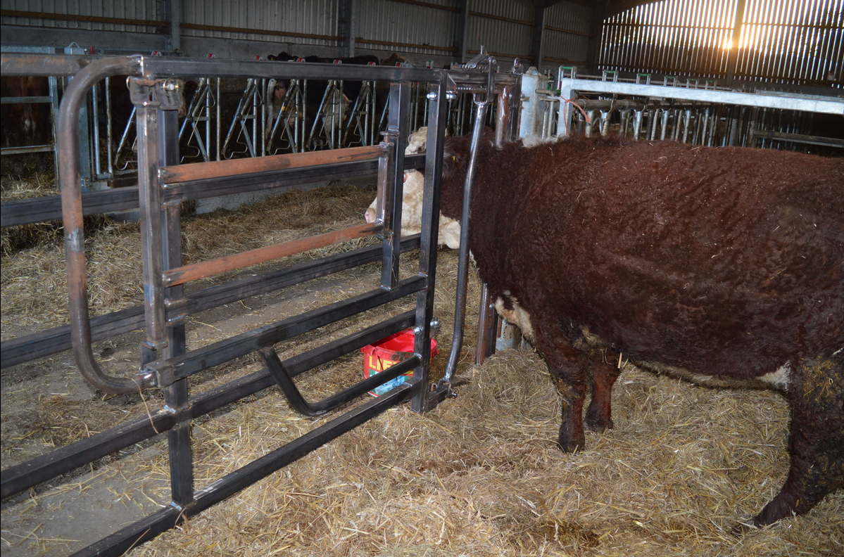 single head yoke The Farming Forum