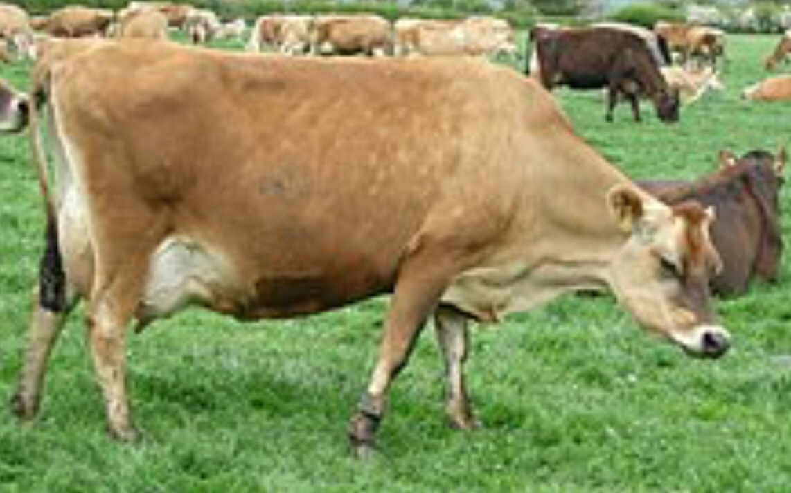 How Much Grain To Feed A Jersey Steer at Mark Campos blog