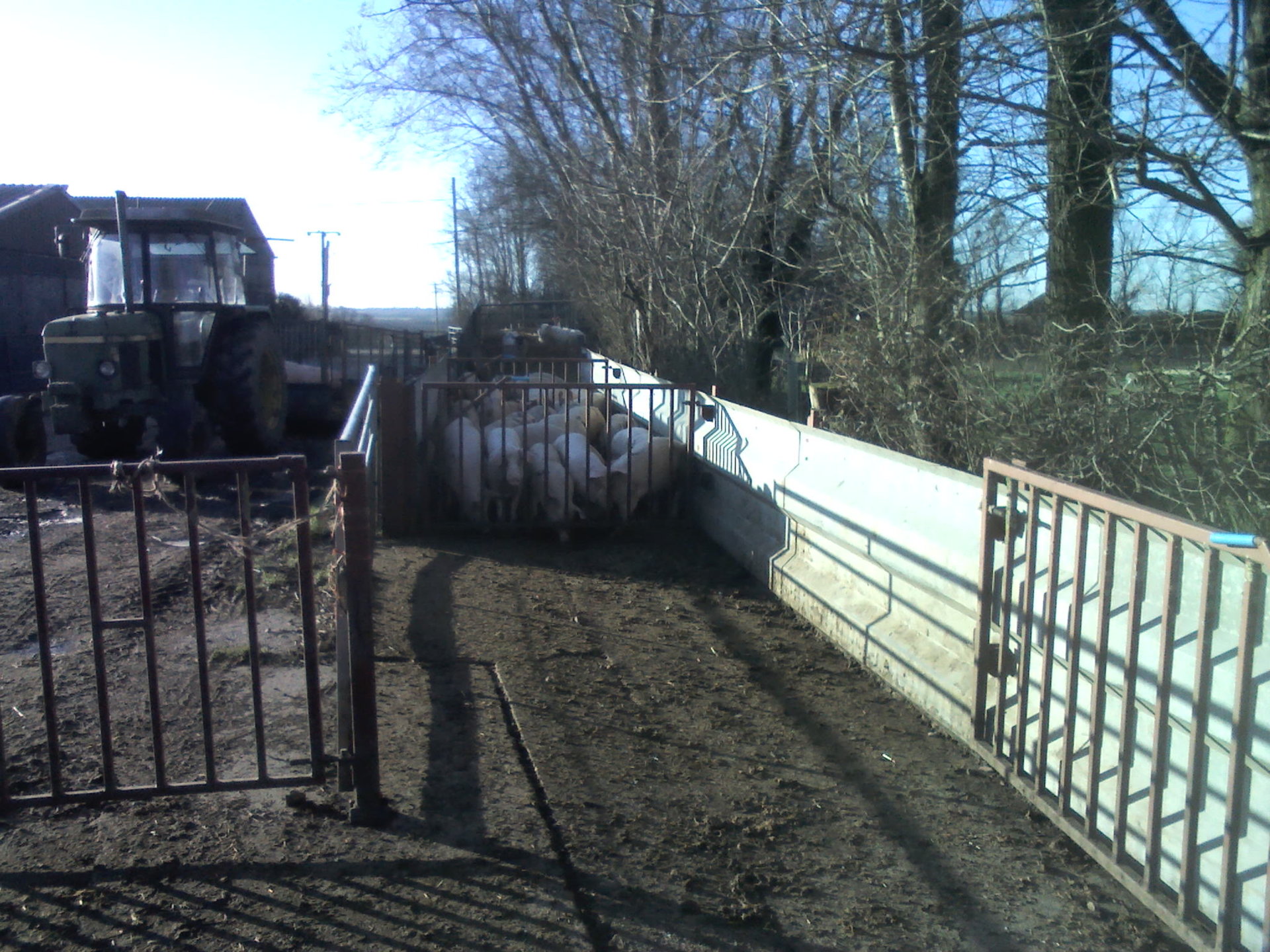 Pig loading ramp design The Farming Forum