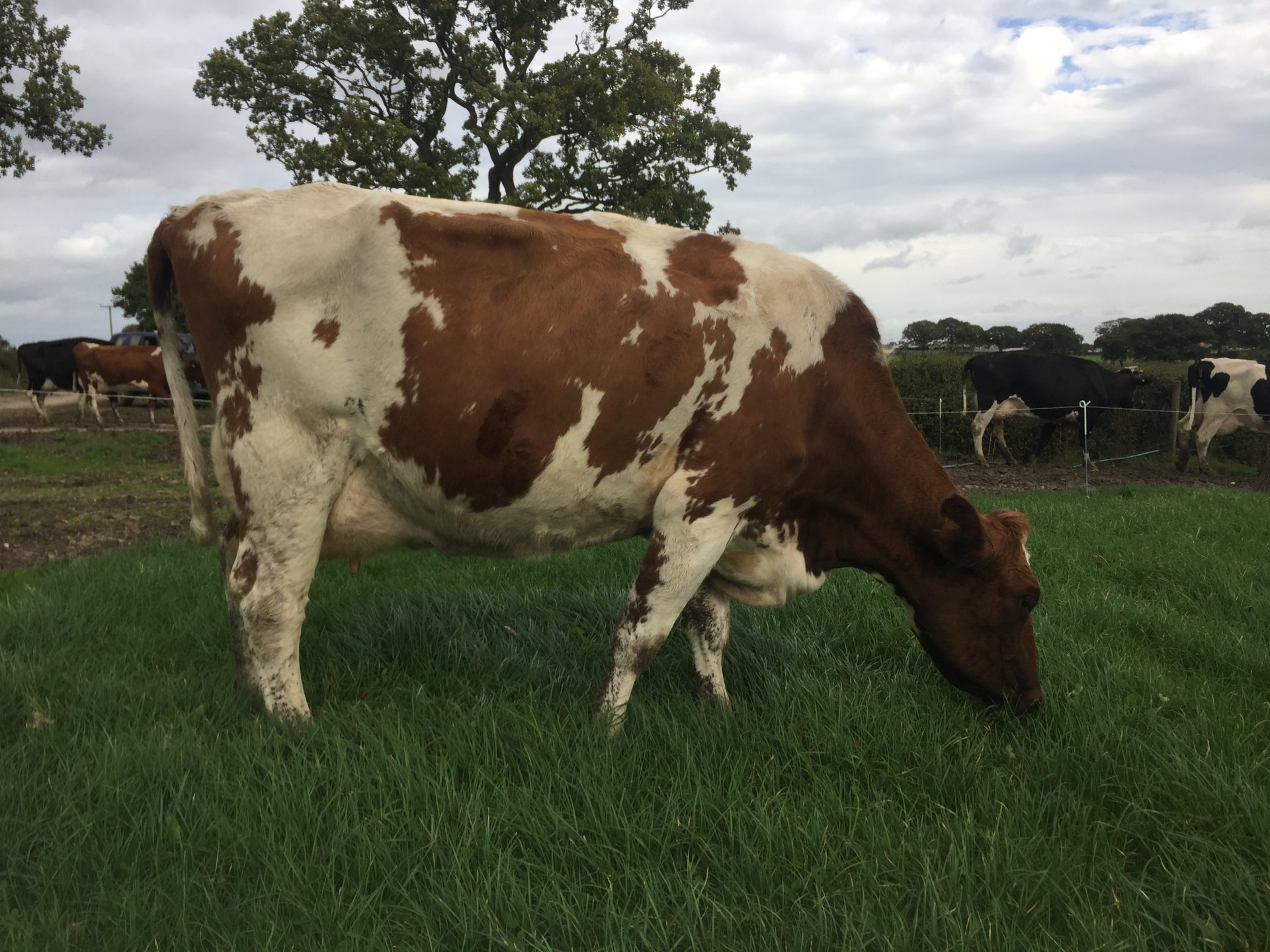 Ayrshire cattle Page 3 The Farming Forum