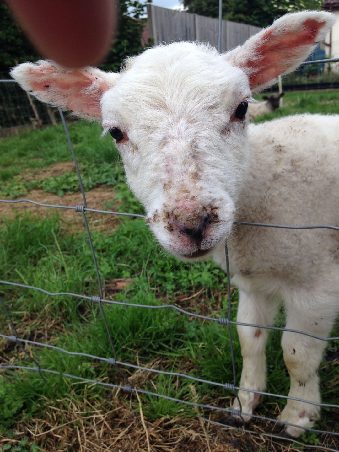 Lamb hair loss Lower legs & clumsy | The Farming Forum