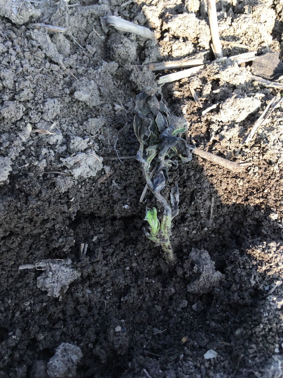 Frost kill in winter beans The Farming Forum