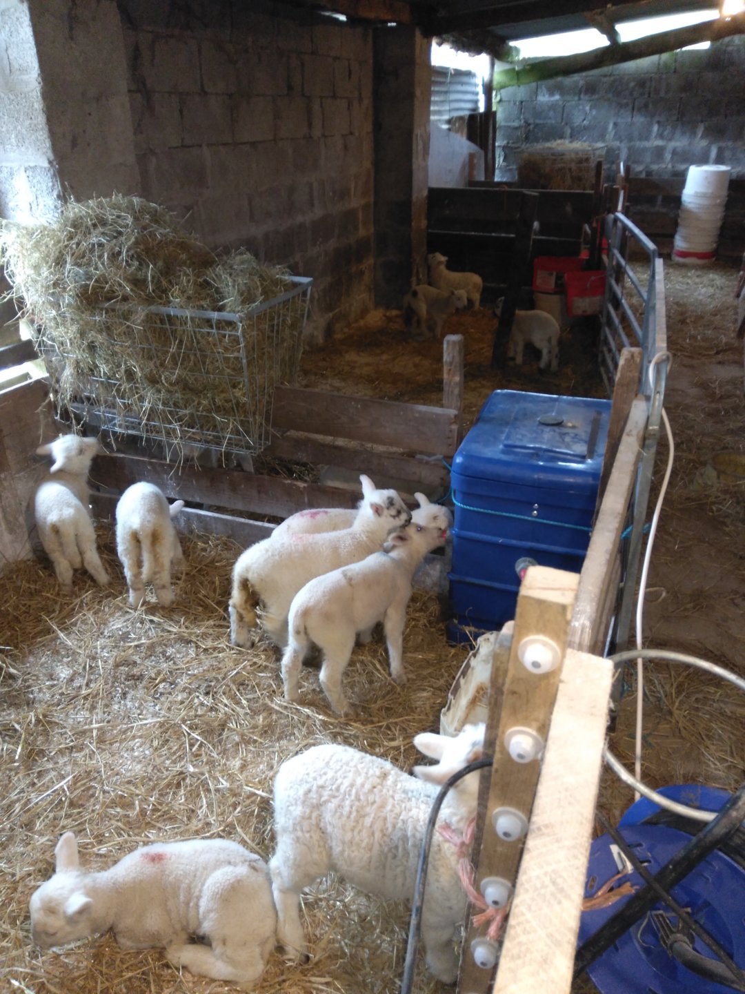 Pet lamb feeding options The Farming Forum
